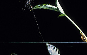 sn-archerfish